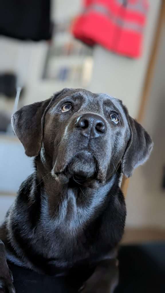 Labrador Rocco, Gregors Hund